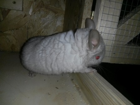 Silvana hatte eine lebensrettende Operation mit 10 Tagen und wäre besser als Liebhabertier geeignet. 